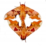 Lime Hawk tiliae BRICK RED VARIETY 15 eggs